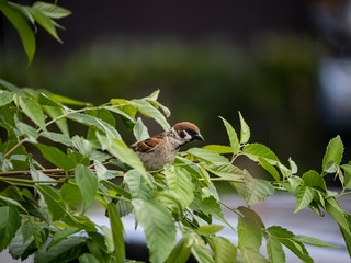 Eurasian tree sparrow perched on a branch 2