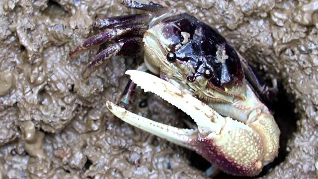 A crab with one claw, fiddler crab, crawling from a hole in the mud on the coast.