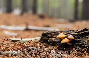 Close-up Mushrooms in a Pine Forest Plantation in Tokai Forest Cape Town