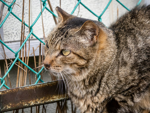 Japanese stray cat on a farm road 8