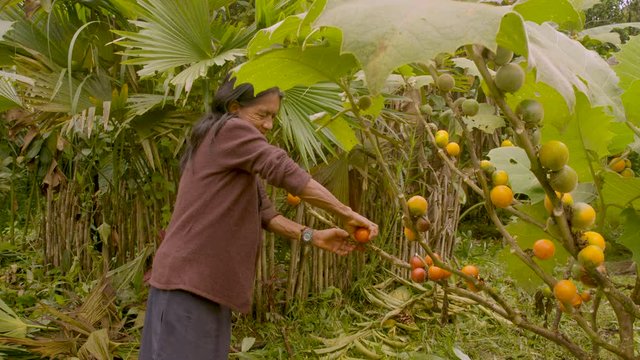 Indigenous Old Woman Harvesting Exotic Fruit In The Amazon Rainforest