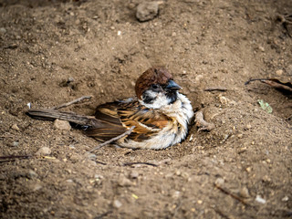 Eurasian tree sparrow digging in the dirt 1
