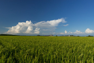 青いイネと夏の空　北海道