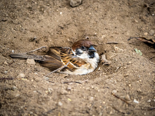 Eurasian tree sparrow digging in the dirt 2