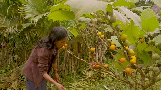 Indigenous Old Woman Harvesting Exotic Fruit In The Amazon Rainforest