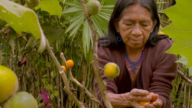 Indigenous Old Woman Harvesting Exotic Fruit In The Amazon Rainforest