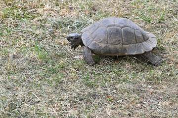Land tortoise outside in the paddock.