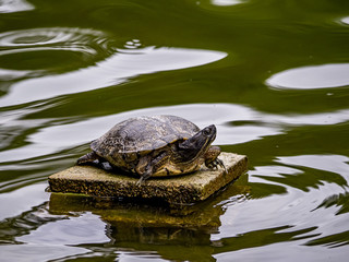 Fototapeta premium hybrid Japanese pond turtle in a pond 1