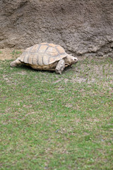 Land tortoise outside in the paddock.