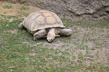 Land tortoise outside in the paddock.