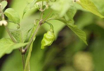 Unripe chili pepper in the garden