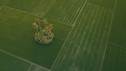 beautiful rice fields and coconut groves
