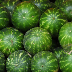 Many green watermelons lie next to each other