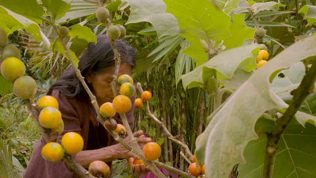 Indigenous Old Woman Harvesting Exotic Fruit In The Amazon Rainforest