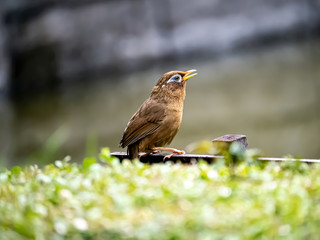 Chinese hwamei songbird perched on a sign 3