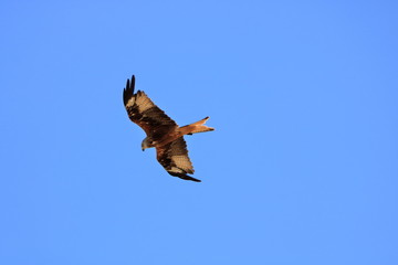 Common buzzard (Buteo buteo) flying in air