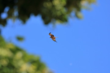 Common buzzard (Buteo buteo) flying in air