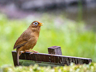 Chinese hwamei songbird perched on a sign 8