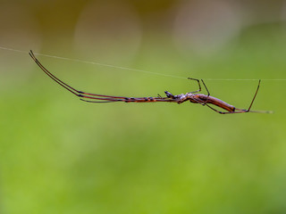 stilt spider stretched on its web 2