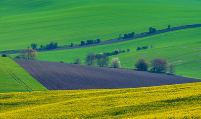 Beautiful and colorful abstract landscape, with rolling hills, green wheat fields and yellow rape fields in South Moravia, Czech Republic