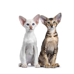 Siamese and Oriental Shorthair kitten, sitting together side by side. Looking at lens with green / blue eyes. Isolated on a white background.