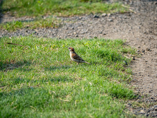 eurasian tree sparrow on the grass