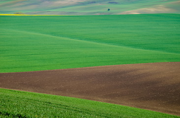 Beautiful and colorful abstract landscape, with rolling hills, green wheat fields and yellow rape fields in South Moravia, Czech Republic