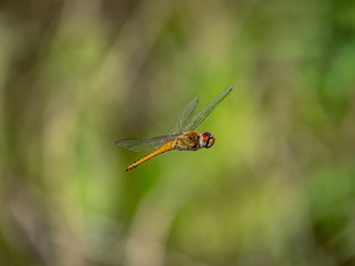 A wandering glider dragonfly in flight 4