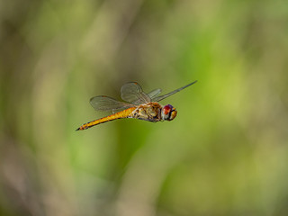 A wandering glider dragonfly in flight 6