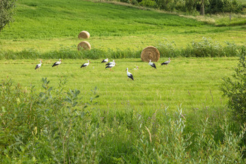 Storks on the field