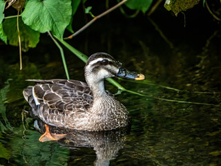 Small spot-billed duck family in a small river 1