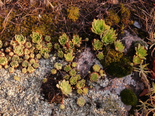 Sempervivum (rocky rose) is a perennial herb growing on rocks along the banks of rivers and lakes. It has a healing, cosmetic effect. South Bug 