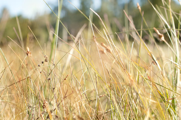 Blades of grass on the background of a flowering meadow in natural daylight