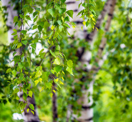 Fototapeta na wymiar Green birch branches, spring summer background