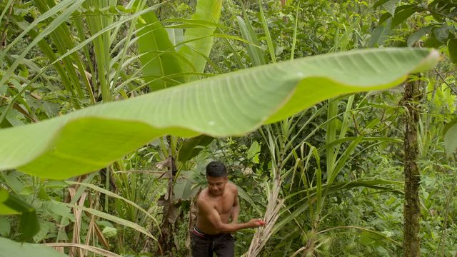 Indigenous Man Cutting Weeds Open A Path Through The Amazon Rainforest Slow Motion