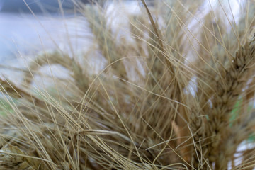 golden spikes of wheat close-up