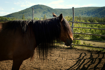 Horse with a long mane in the paddock on the farm