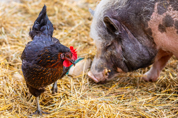 Am Bauernhof - Huhn und Schwein