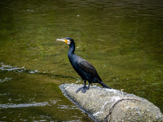Japanese cormorant on concrete debris in a river 1