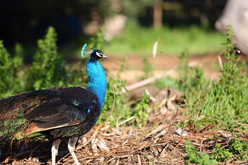 Fototapeta premium peacock