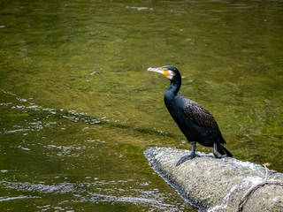 Japanese cormorant on concrete debris in a river 3