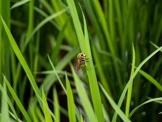 cophinopoda chinensis robber fly in a rice field 1