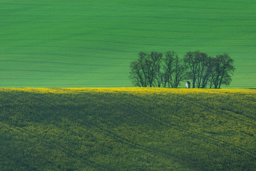 Obraz premium The small white Santa Barbara chapel surrounded by rape and wheat fields. Beautiful abstract colorful landscape with rolling hills in South Moravia, Czech Republic.