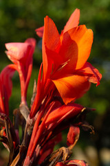 Red canna flowers close-up with blurred background