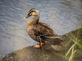 Fototapeta premium Eastern spot-billed duck standing beside a river