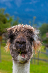 Lama - ein lächelndes Kind