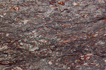 Texture of spruce bark in natural sunlight