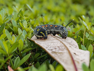 impatiens hawkmoth caterpillar on a leaf 3