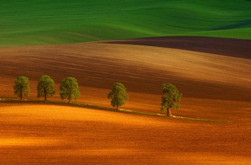 Obraz premium Rural abstract landscape with chestnut alley in South Moravia, Czech Republic