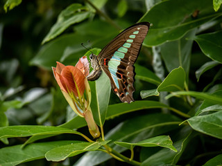 common bluebottle butterfly laying eggs on leaves 1 © Hanstography